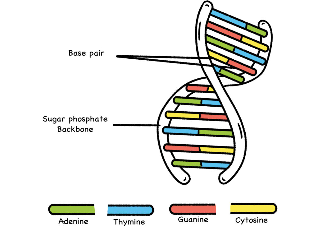 Fig. 15: Basic DNA Structure