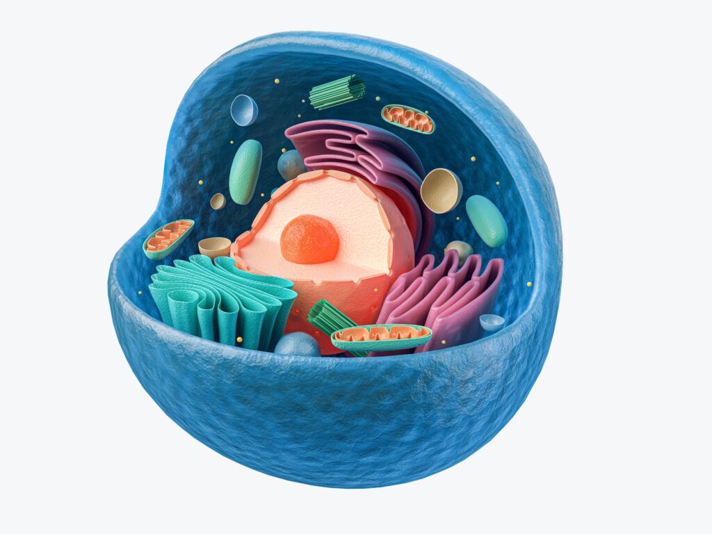 (Pg. 198) Inside A Cell (artist’s conception) 
